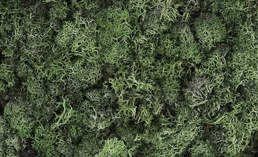 Icelandic Moss Yellow-Green 20 grams